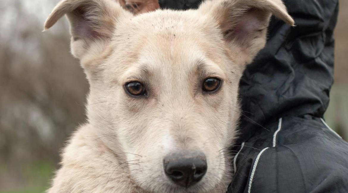 Chiens à adopter